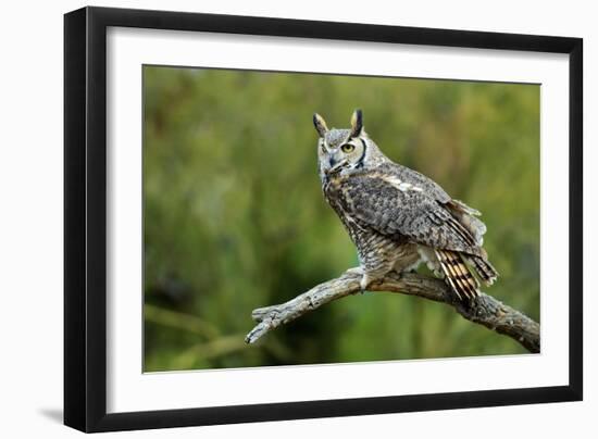 Great Horned Owl, also known as the Tiger Owl-Richard Wright-Framed Photographic Print