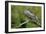 Great Horned Owl, also known as the Tiger Owl-Richard Wright-Framed Photographic Print