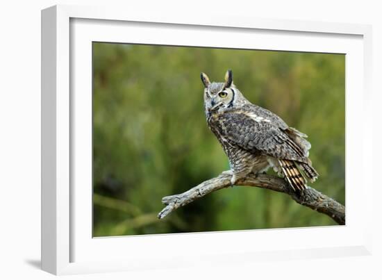 Great Horned Owl, also known as the Tiger Owl-Richard Wright-Framed Photographic Print