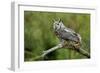 Great Horned Owl, also known as the Tiger Owl-Richard Wright-Framed Photographic Print