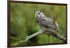 Great Horned Owl, also known as the Tiger Owl-Richard Wright-Framed Photographic Print