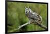 Great Horned Owl, also known as the Tiger Owl-Richard Wright-Framed Photographic Print