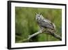 Great Horned Owl, also known as the Tiger Owl-Richard Wright-Framed Photographic Print