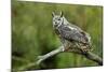 Great Horned Owl, also known as the Tiger Owl-Richard Wright-Mounted Photographic Print