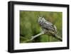 Great Horned Owl, also known as the Tiger Owl-Richard Wright-Framed Photographic Print