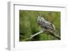 Great Horned Owl, also known as the Tiger Owl-Richard Wright-Framed Photographic Print