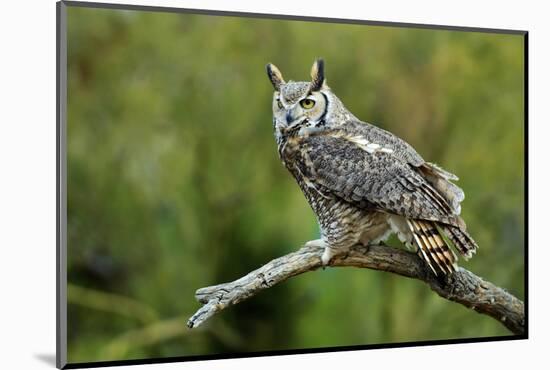 Great Horned Owl, also known as the Tiger Owl-Richard Wright-Mounted Photographic Print
