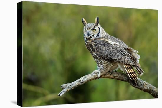 Great Horned Owl, also known as the Tiger Owl-Richard Wright-Stretched Canvas