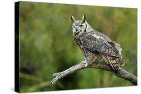 Great Horned Owl, also known as the Tiger Owl-Richard Wright-Stretched Canvas