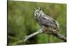 Great Horned Owl, also known as the Tiger Owl-Richard Wright-Stretched Canvas