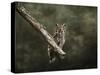 Great Horned Owl at Shiloh-Jai Johnson-Stretched Canvas