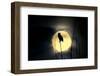 Great Horned Owl (Bubo virginianus) adult, backlit against moon at night, USA-S & D & K Maslowski-Framed Photographic Print