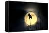 Great Horned Owl (Bubo virginianus) adult, backlit against moon at night, USA-S & D & K Maslowski-Framed Stretched Canvas