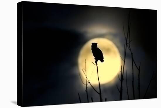 Great Horned Owl (Bubo virginianus) adult, backlit against moon at night, USA-S & D & K Maslowski-Stretched Canvas