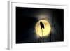 Great Horned Owl (Bubo virginianus) adult, backlit against moon at night, USA-S & D & K Maslowski-Framed Photographic Print