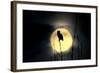 Great Horned Owl (Bubo virginianus) adult, backlit against moon at night, USA-S & D & K Maslowski-Framed Photographic Print