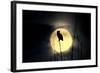 Great Horned Owl (Bubo virginianus) adult, backlit against moon at night, USA-S & D & K Maslowski-Framed Photographic Print