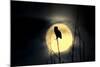 Great Horned Owl (Bubo virginianus) adult, backlit against moon at night, USA-S & D & K Maslowski-Mounted Photographic Print