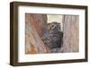 Great Horned Owl (Bubo virginianus) adult, sitting on nest in fork of tree, Florida, USA-Kevin Elsby-Framed Photographic Print