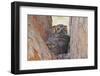 Great Horned Owl (Bubo virginianus) adult, sitting on nest in fork of tree, Florida, USA-Kevin Elsby-Framed Photographic Print