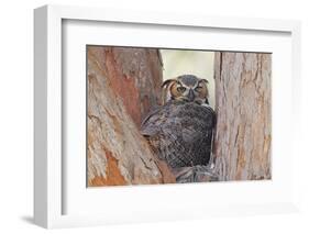 Great Horned Owl (Bubo virginianus) adult, sitting on nest in fork of tree, Florida, USA-Kevin Elsby-Framed Photographic Print