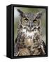 Great Horned Owl (Bubo Virginianus) in Captivity, Wasilla, Alaska, USA-James Hager-Framed Stretched Canvas