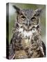 Great Horned Owl (Bubo Virginianus) in Captivity, Wasilla, Alaska, USA-James Hager-Stretched Canvas