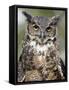 Great Horned Owl (Bubo Virginianus) in Captivity, Wasilla, Alaska, USA-James Hager-Framed Stretched Canvas