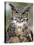 Great Horned Owl (Bubo Virginianus) in Captivity, Wasilla, Alaska, USA-James Hager-Stretched Canvas