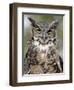 Great Horned Owl (Bubo Virginianus) in Captivity, Wasilla, Alaska, USA-James Hager-Framed Photographic Print