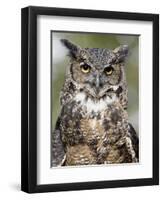 Great Horned Owl (Bubo Virginianus) in Captivity, Wasilla, Alaska, USA-James Hager-Framed Photographic Print