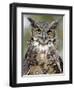 Great Horned Owl (Bubo Virginianus) in Captivity, Wasilla, Alaska, USA-James Hager-Framed Photographic Print