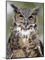 Great Horned Owl (Bubo Virginianus) in Captivity, Wasilla, Alaska, USA-James Hager-Mounted Photographic Print