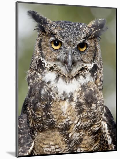 Great Horned Owl (Bubo Virginianus) in Captivity, Wasilla, Alaska, USA-James Hager-Mounted Photographic Print