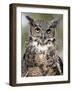 Great Horned Owl (Bubo Virginianus) in Captivity, Wasilla, Alaska, USA-James Hager-Framed Photographic Print