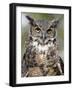 Great Horned Owl (Bubo Virginianus) in Captivity, Wasilla, Alaska, USA-James Hager-Framed Photographic Print