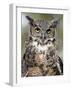 Great Horned Owl (Bubo Virginianus) in Captivity, Wasilla, Alaska, USA-James Hager-Framed Photographic Print