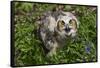 Great Horned Owl (Bubo Virginianus) Just Fledged Youngster-Lynn M^ Stone-Framed Stretched Canvas