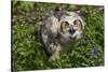 Great Horned Owl (Bubo Virginianus) Just Fledged Youngster-Lynn M^ Stone-Stretched Canvas