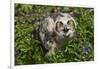 Great Horned Owl (Bubo Virginianus) Just Fledged Youngster-Lynn M^ Stone-Framed Photographic Print