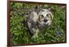 Great Horned Owl (Bubo Virginianus) Just Fledged Youngster-Lynn M^ Stone-Framed Photographic Print