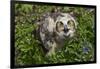 Great Horned Owl (Bubo Virginianus) Just Fledged Youngster-Lynn M^ Stone-Framed Photographic Print