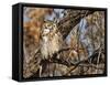 Great Horned Owl (Bubo Virginianus) Sleeping on Perch in Willow Tree, New Mexico, USA-Larry Ditto-Framed Stretched Canvas