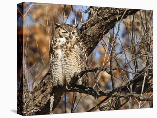 Great Horned Owl (Bubo Virginianus) Sleeping on Perch in Willow Tree, New Mexico, USA-Larry Ditto-Stretched Canvas