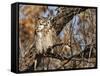 Great Horned Owl (Bubo Virginianus) Sleeping on Perch in Willow Tree, New Mexico, USA-Larry Ditto-Framed Stretched Canvas