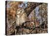 Great Horned Owl (Bubo Virginianus) Sleeping on Perch in Willow Tree, New Mexico, USA-Larry Ditto-Stretched Canvas