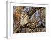 Great Horned Owl (Bubo Virginianus) Sleeping on Perch in Willow Tree, New Mexico, USA-Larry Ditto-Framed Photographic Print