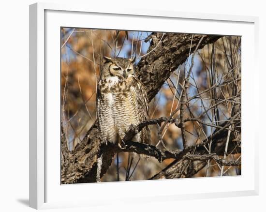 Great Horned Owl (Bubo Virginianus) Sleeping on Perch in Willow Tree, New Mexico, USA-Larry Ditto-Framed Photographic Print