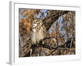 Great Horned Owl (Bubo Virginianus) Sleeping on Perch in Willow Tree, New Mexico, USA-Larry Ditto-Framed Photographic Print