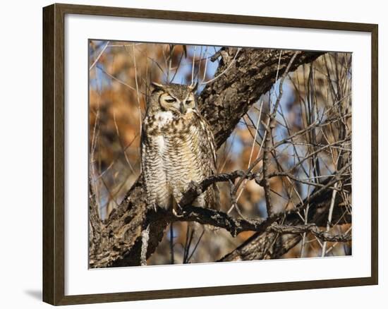 Great Horned Owl (Bubo Virginianus) Sleeping on Perch in Willow Tree, New Mexico, USA-Larry Ditto-Framed Photographic Print